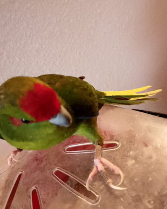 Kakariki all.mano siamo Milano lunedì