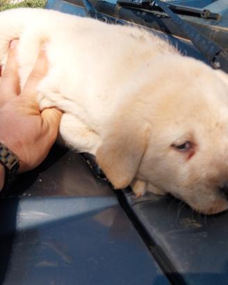 Labrador miele