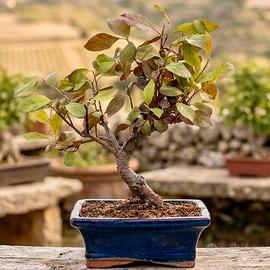 Bonsai Ciliegio da Fiore Pissardii Esemplare Unico - Giardino e Fai da te  In vendita a Caltanissetta