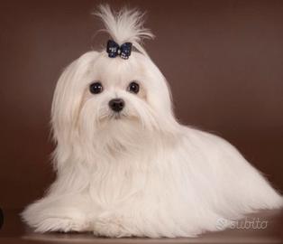 Maltese tea cup