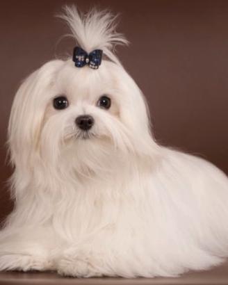 Maltese tea cup