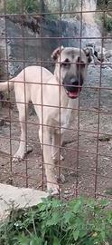 Kangal ?? ? ??
