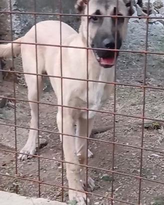 Kangal ?? ? ??