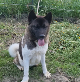 Akita americano femmina