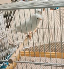 3 Maschi Bianco Recessivo