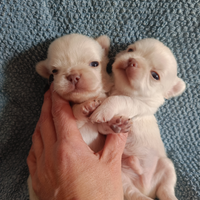 Chihuahua pelo lungo