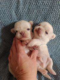 Chihuahua pelo lungo