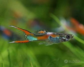Guppy Endler mini e Botia striata