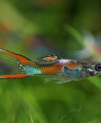 Guppy Endler mini e Botia striata