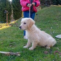 Golden retriever inglese cuccioli