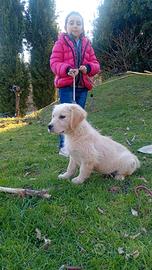 Golden retriever inglese cuccioli