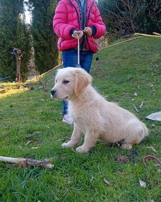 Golden retriever inglese cuccioli
