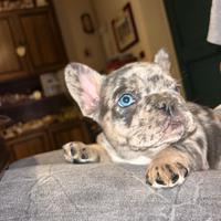 Cuccioli bulldog francese esotici