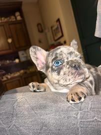 Cuccioli bulldog francese esotici