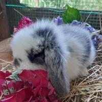 Conigli ariete fuzzy lop