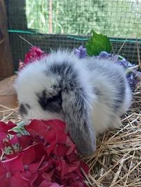 Conigli ariete fuzzy lop