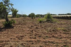 Vendita terreno agricolo