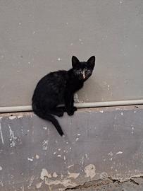 Gattini