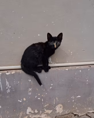Gattini