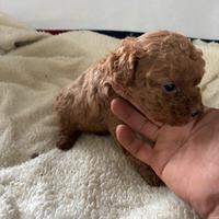 Cuccioli di barboncino nano