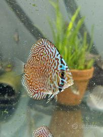 Discus 4-7 cm