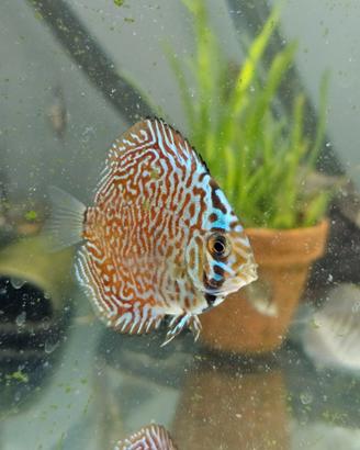 Discus 4-7 cm