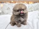 cucciolo-di-spitz
