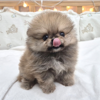 Cucciolo di spitz