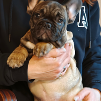 Cuccioli Bulldog Francese Pedigree Enci