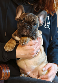 Cuccioli Bulldog Francese Pedigree Enci