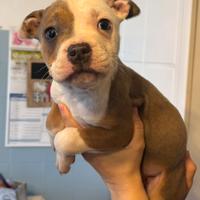 Cucciola American Staffordshire Terrier