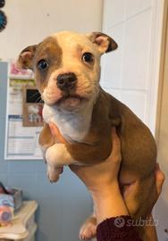 Cucciola American Staffordshire Terrier