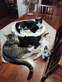 REGALASI gattini dolcissimi