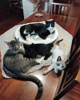 REGALASI gattini dolcissimi