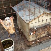 Segugi Maremmani n.4