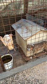 Segugi Maremmani n.4