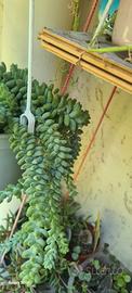 talee di succulente mix