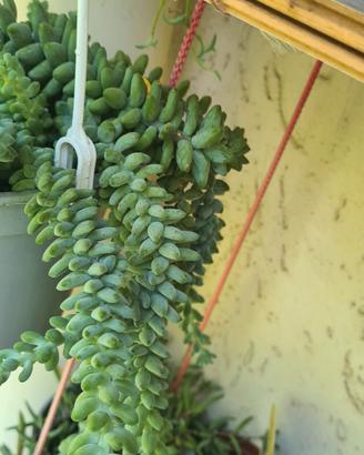 talee di succulente mix