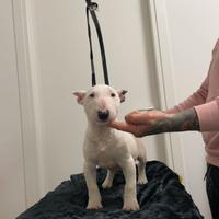 Bull terrier miniature