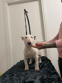 Bull terrier miniature