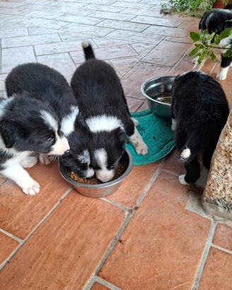 Cuccioli di Border Collie