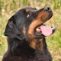 Adozione LINO affettuoso derivato rottweiler