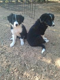 Ultimi cuccioli di Border Collie