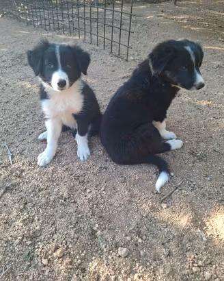 Ultimi cuccioli di Border Collie