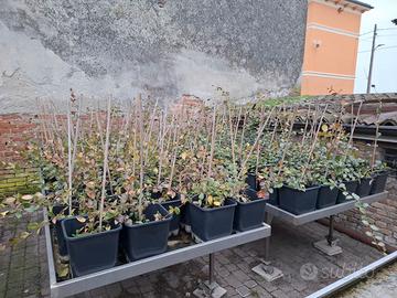 Piante da siepe di gelsomino