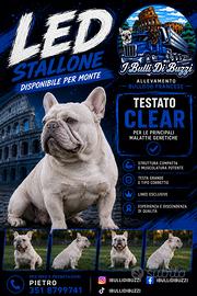 Bulldog francese per monte