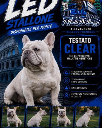 Bulldog francese per monte