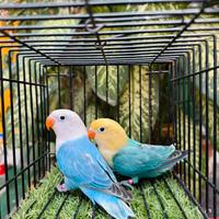 Inseparabili fischer