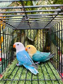 Inseparabili fischer