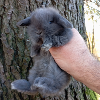 Conigli nani ariete blu di Vienna